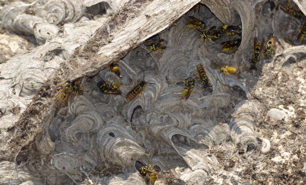 Vespula germanica, Vespidae